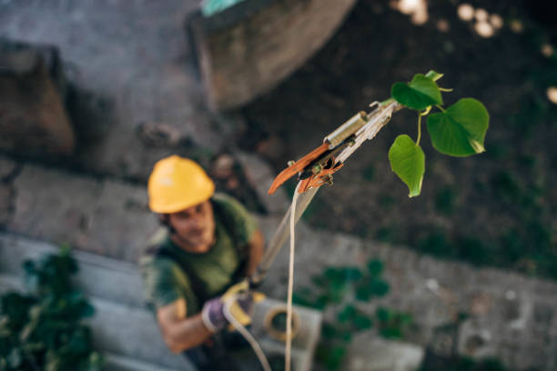 Emergency Storm Tree Removal in Live Oak, FL